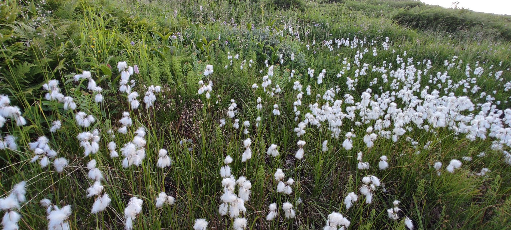 Маньпупунер и перевал Дятлова: поход с вертолетом (17/48)