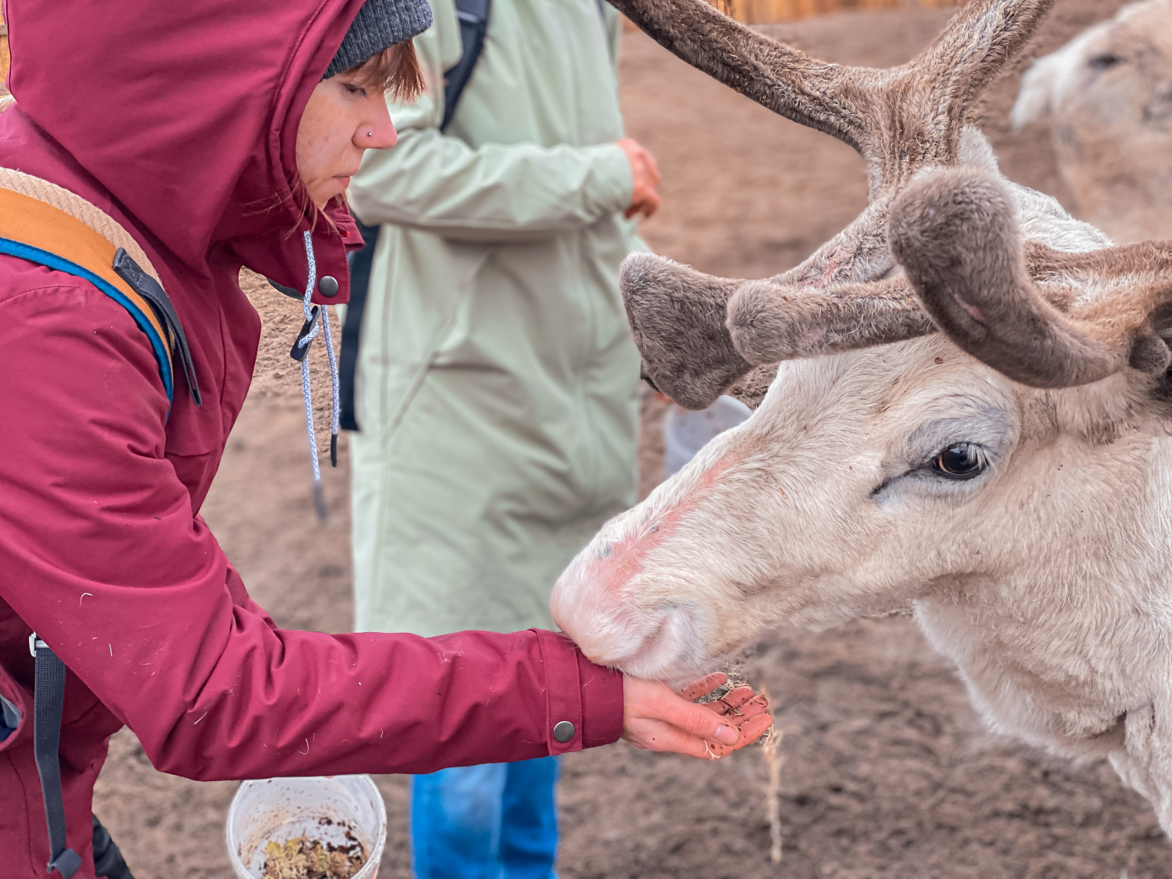 Териберка: киты на Баренцевом море (10/42)
