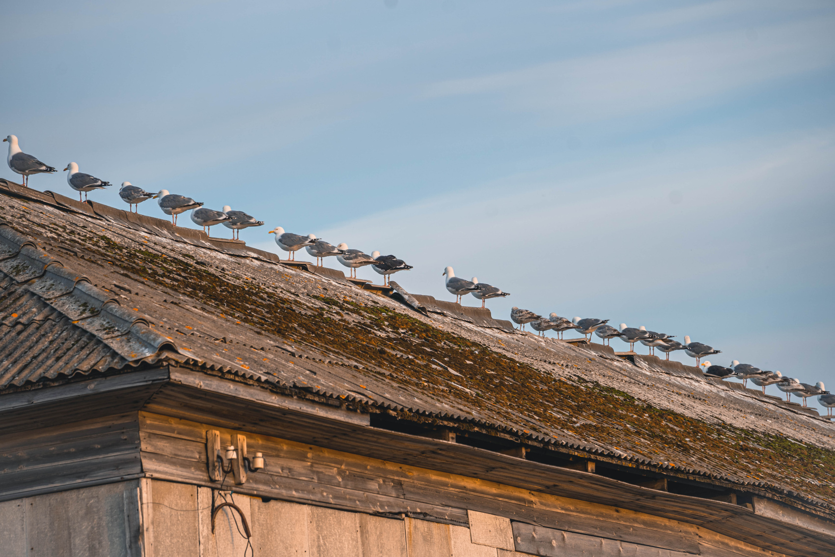 Териберка: киты на Баренцевом море (8/42)