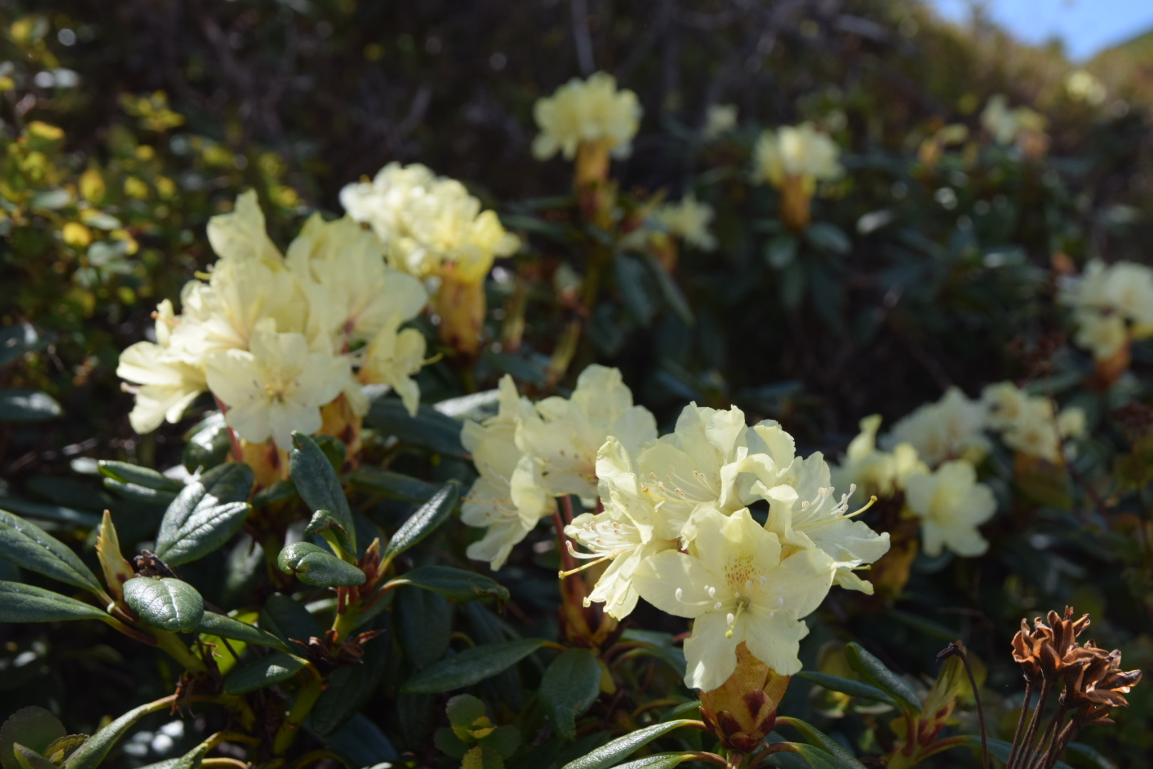 Первозданная Камчатка (5/27)