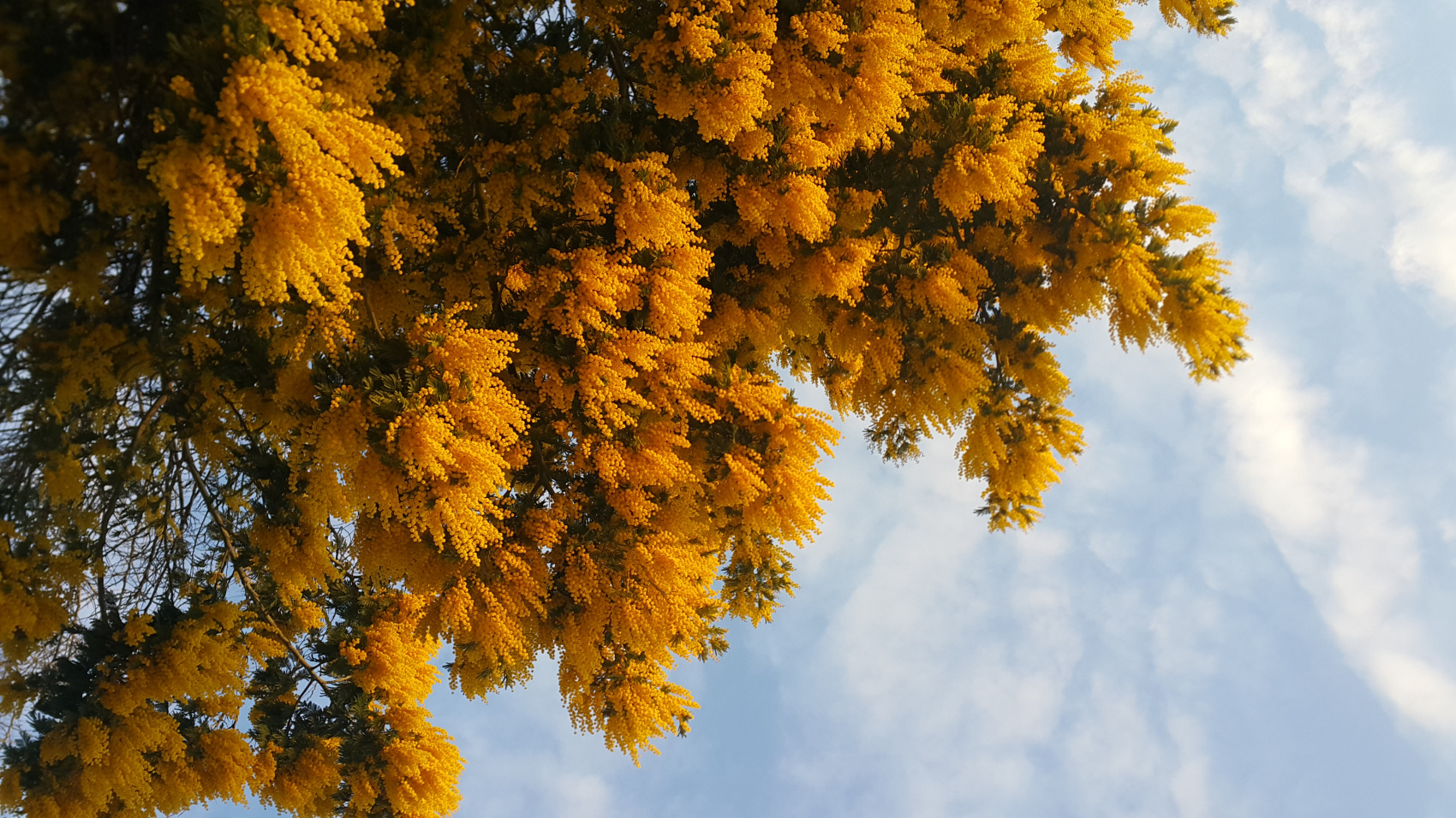 Ми-Мимоза-тур в Абхазию