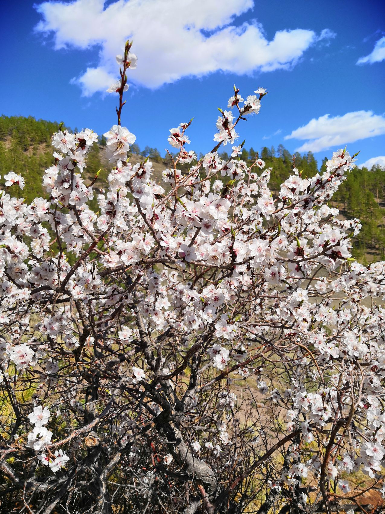 Байкал Бурятия Баргузин Цветение Сакуры Авторский Мультитур Айс-Флоатинг+Sup (2/63)