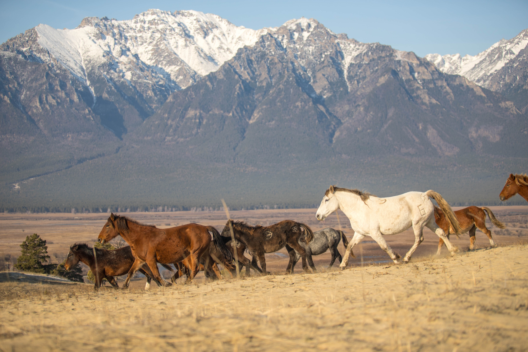 Байкал Бурятия Баргузин Цветение Сакуры Авторский Мультитур Айс-Флоатинг+Sup (33/63)