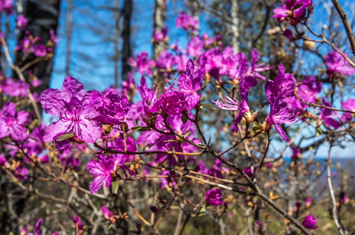 Байкал Бурятия Баргузин Цветение Сакуры Авторский Мультитур Айс-Флоатинг+Sup (4/63)