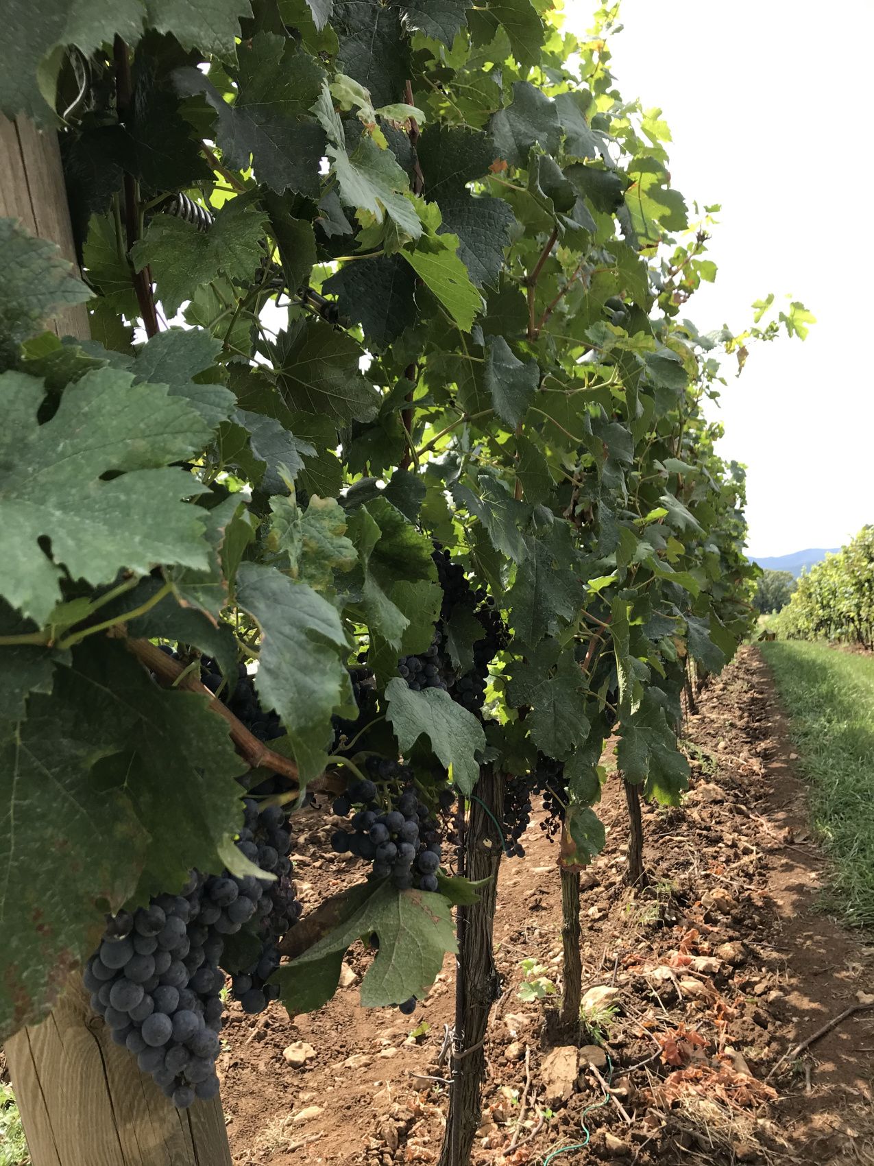 Русская Тоскана - винный тур (27/52)