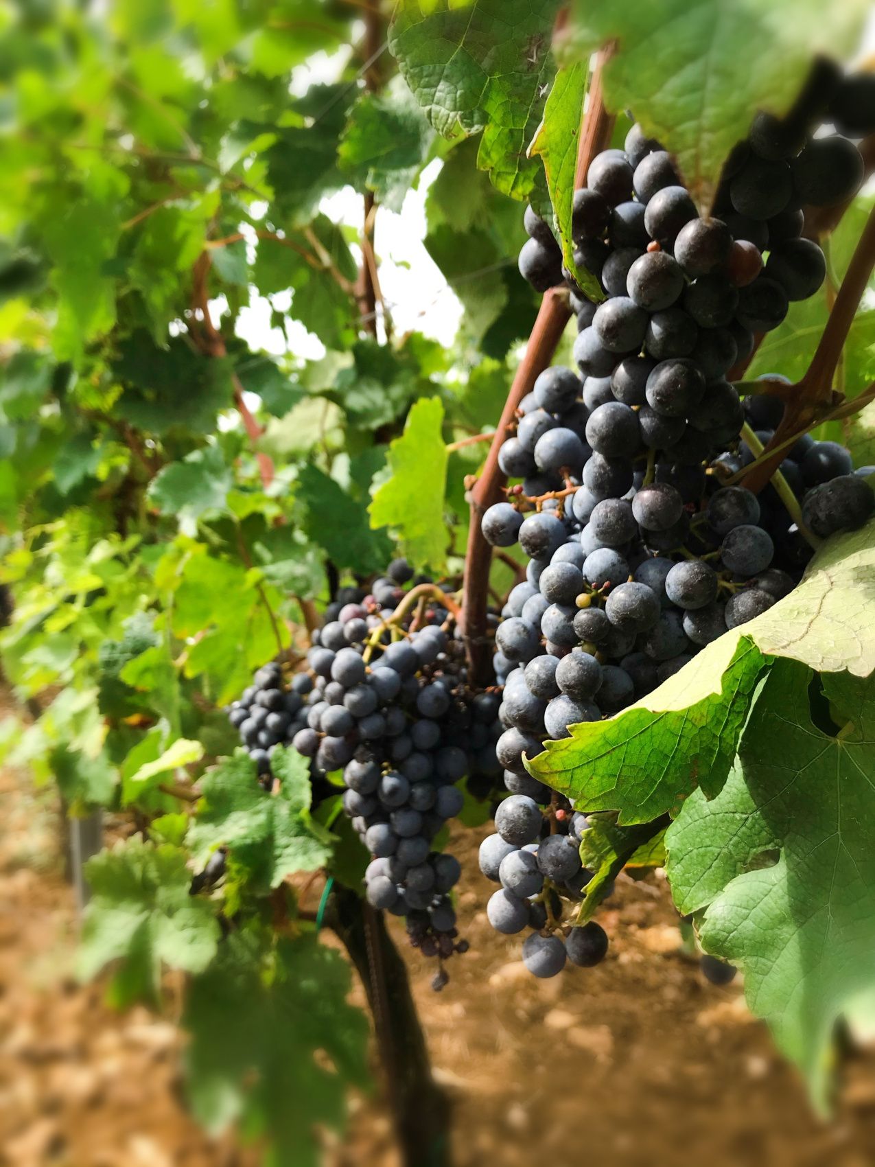 Русская Тоскана - винный тур (34/52)