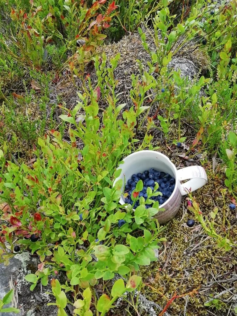 Ладога- острова (18/103)