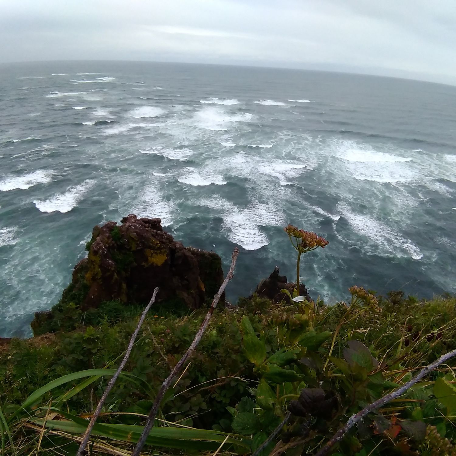 От медведя до касатки (6/35)