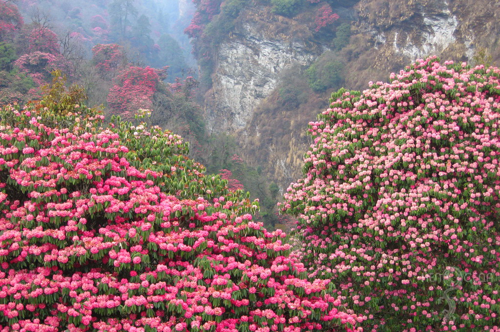 Майские Праздники В Непале (2/70)