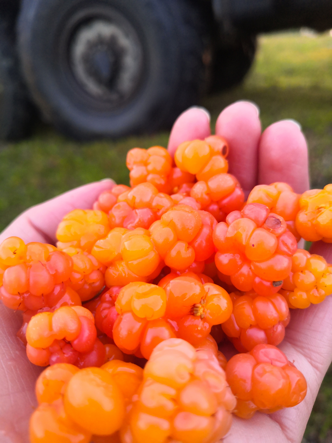 Полуостров Рыбачий и Средний (3 дня)  топовые локации (23/33)