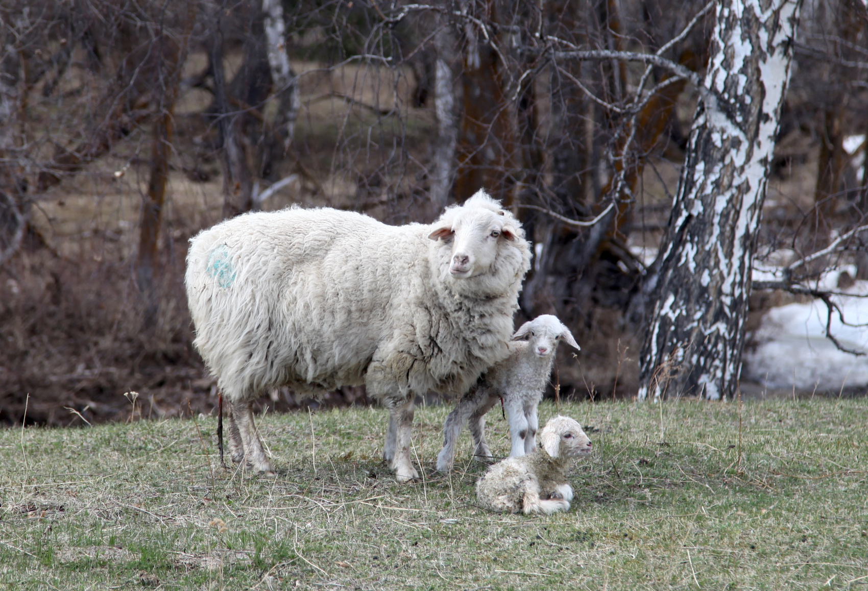 Путешествие к тайнам Горного Алтая (41/111)