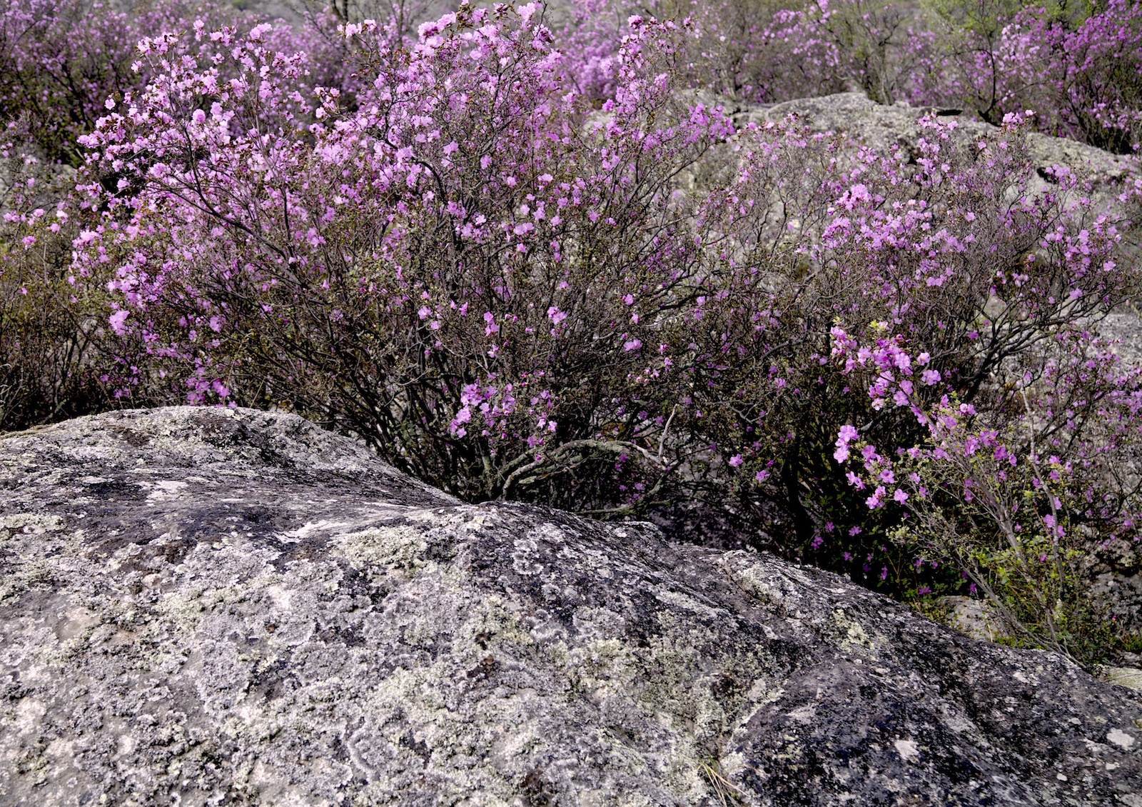 Путешествие к тайнам Горного Алтая (17/111)