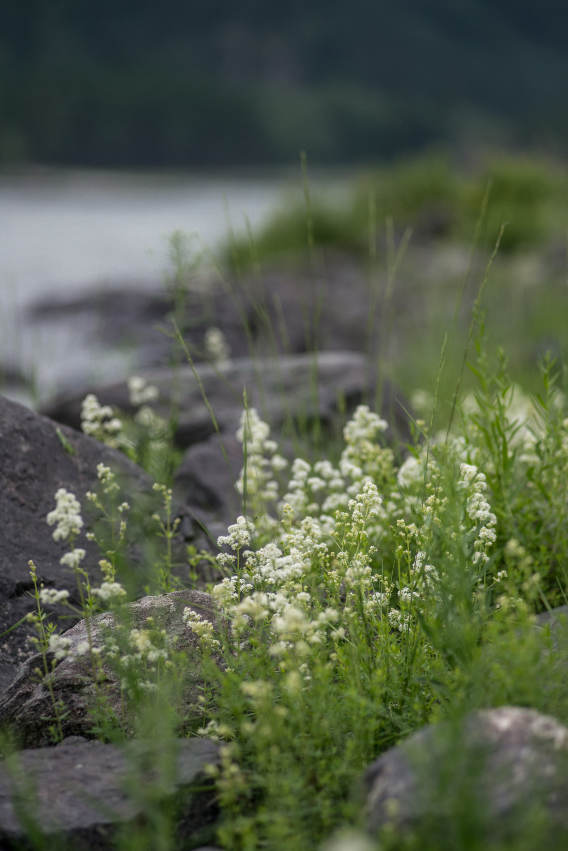 Алтай с севера на юг. Комфорт-тур (33/81)