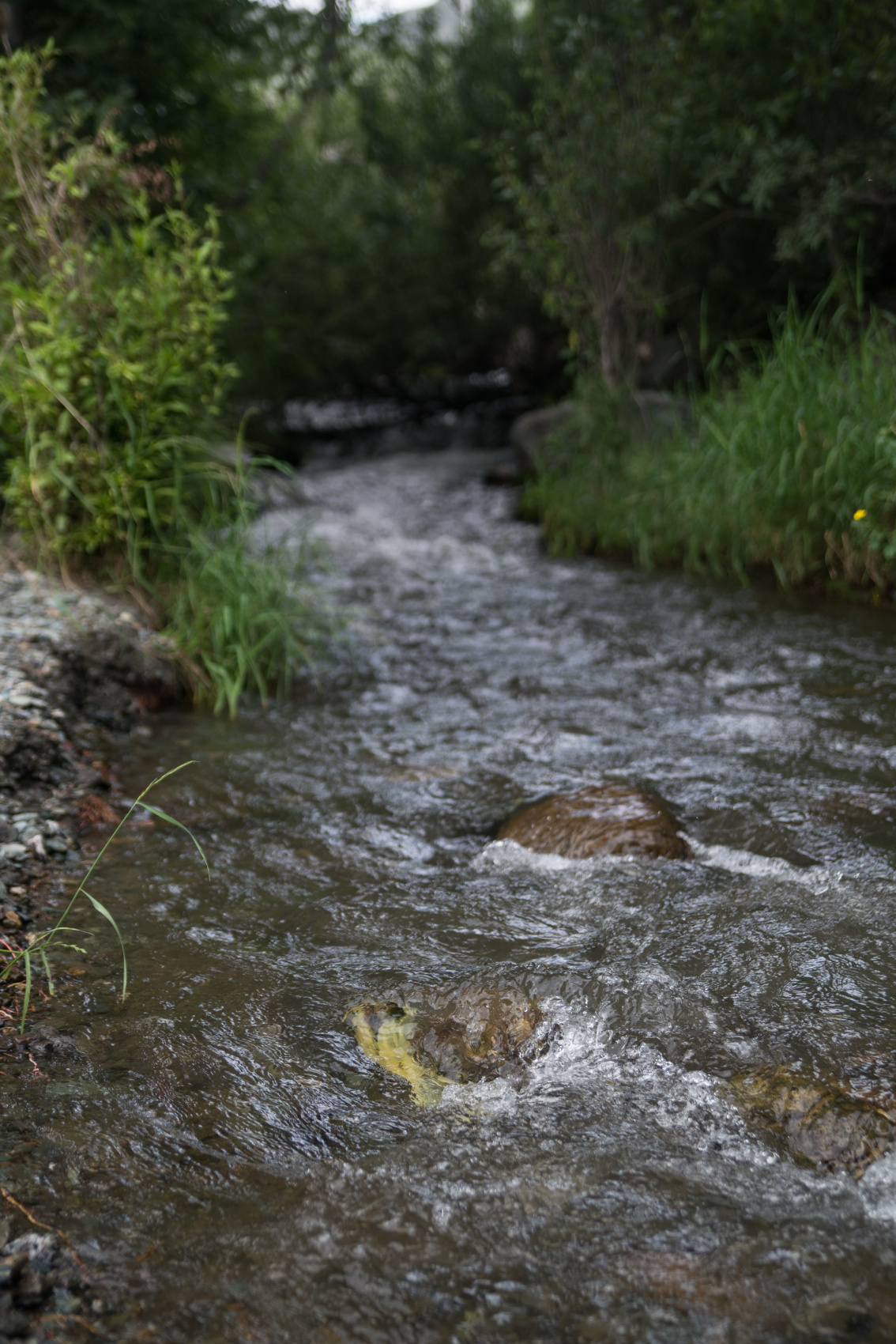 Алтай с севера на юг. Комфорт-тур (34/81)
