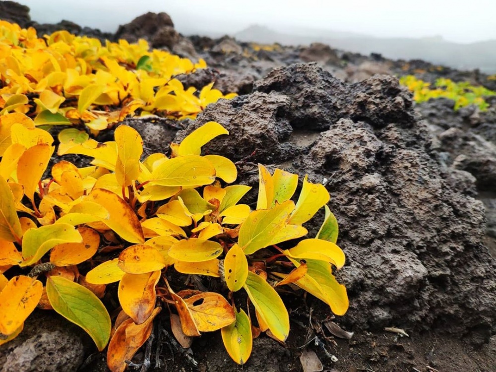 Активная Камчатка (всё включено) (8/36)