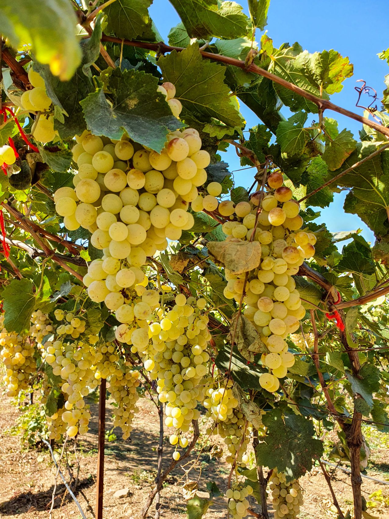 Сокровища Дагестана - 5 дней приключений на джипах! (8/63)