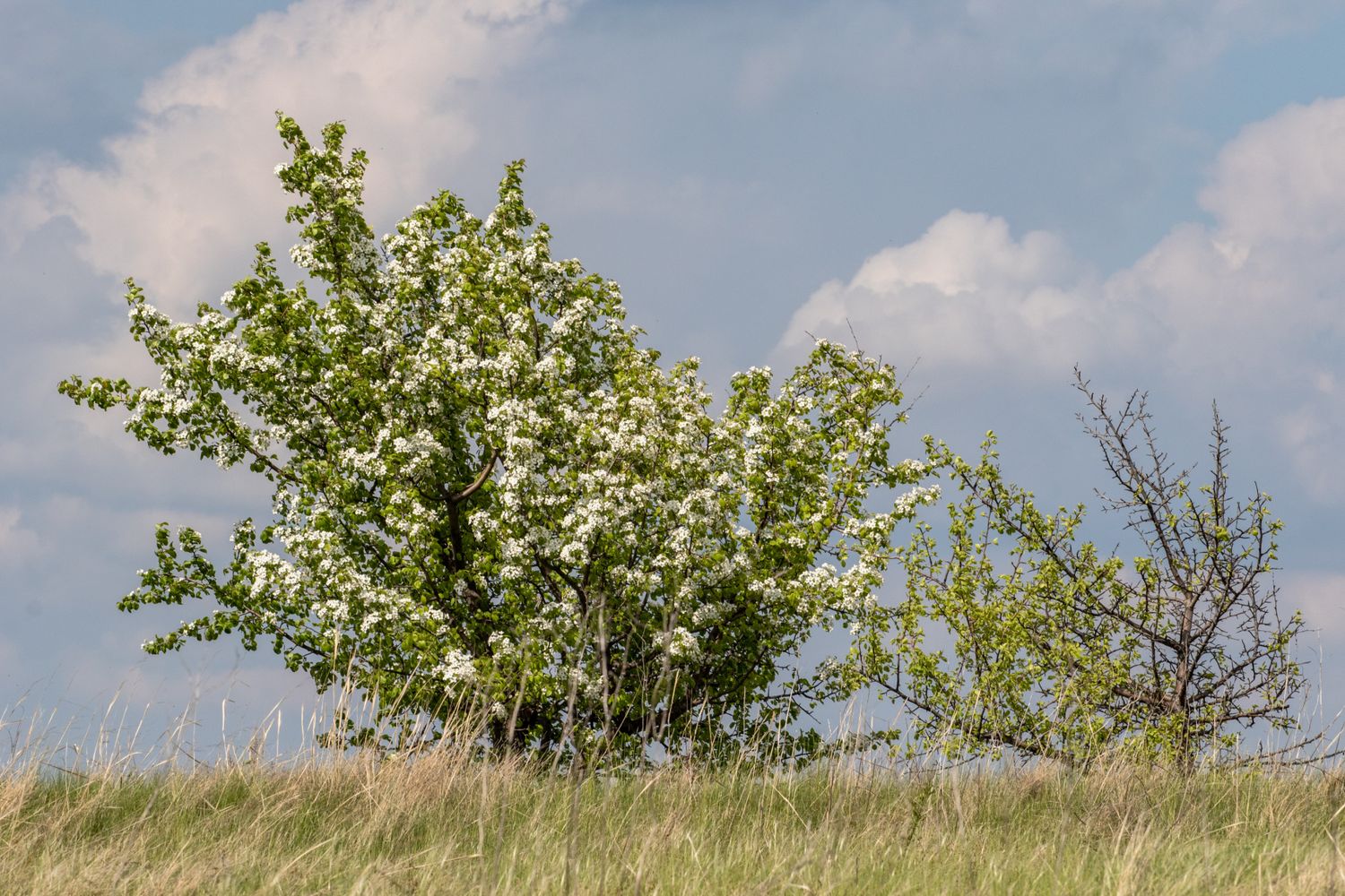Весна в Дивногорье (6/31)