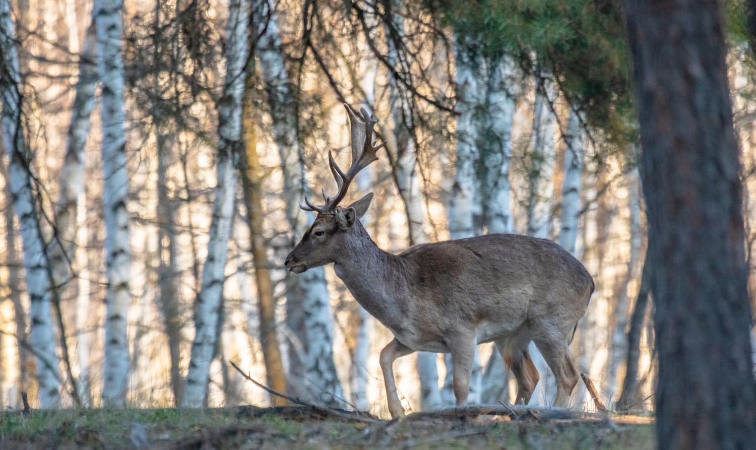Весна в Дивногорье (17/31)