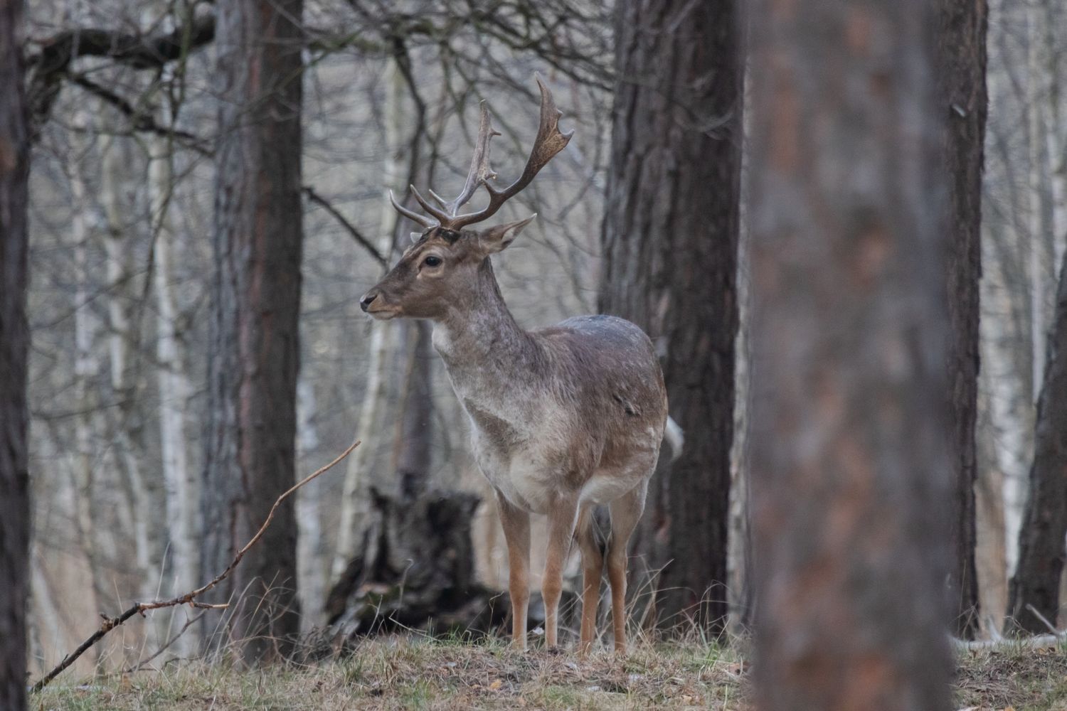 Весна в Дивногорье (18/31)