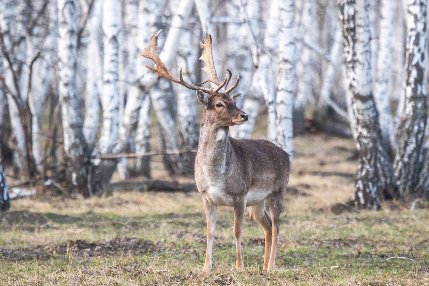 Весна в Дивногорье (19/31)