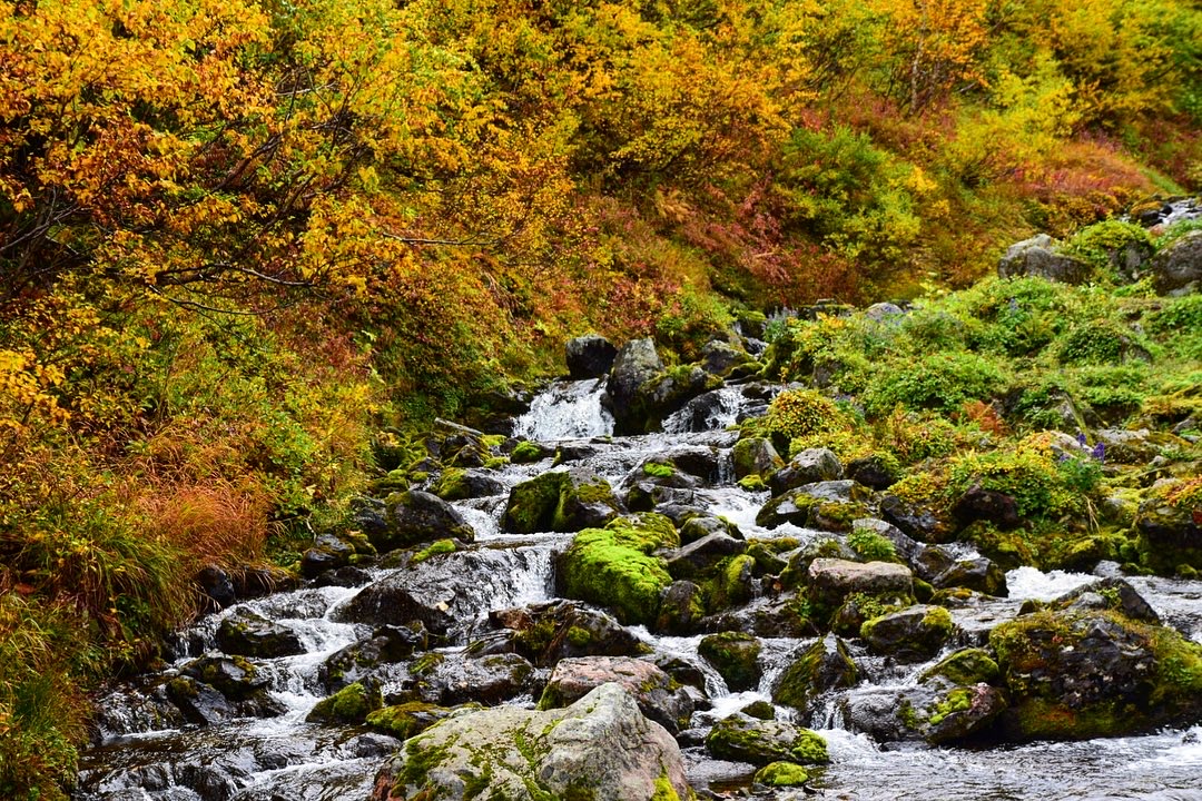 Золотая Камчатка (5/28)