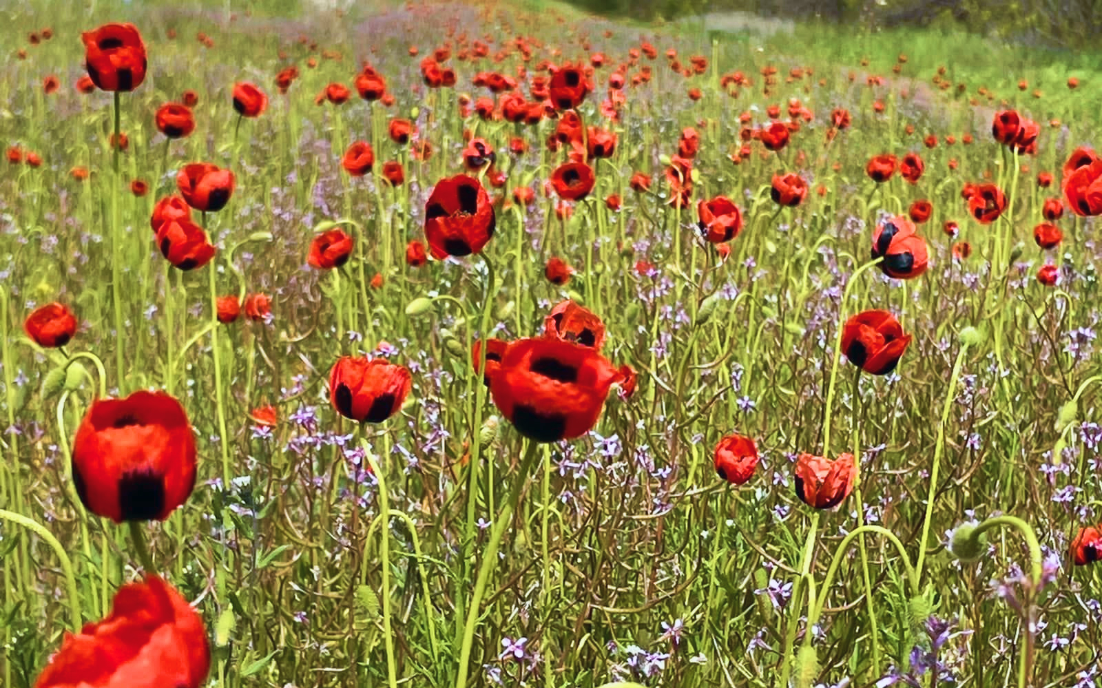Тур в Волгоград и Нижнее Поволжье от Дона до озера Эльтон (мини-группа) - 8 дней (2/55)
