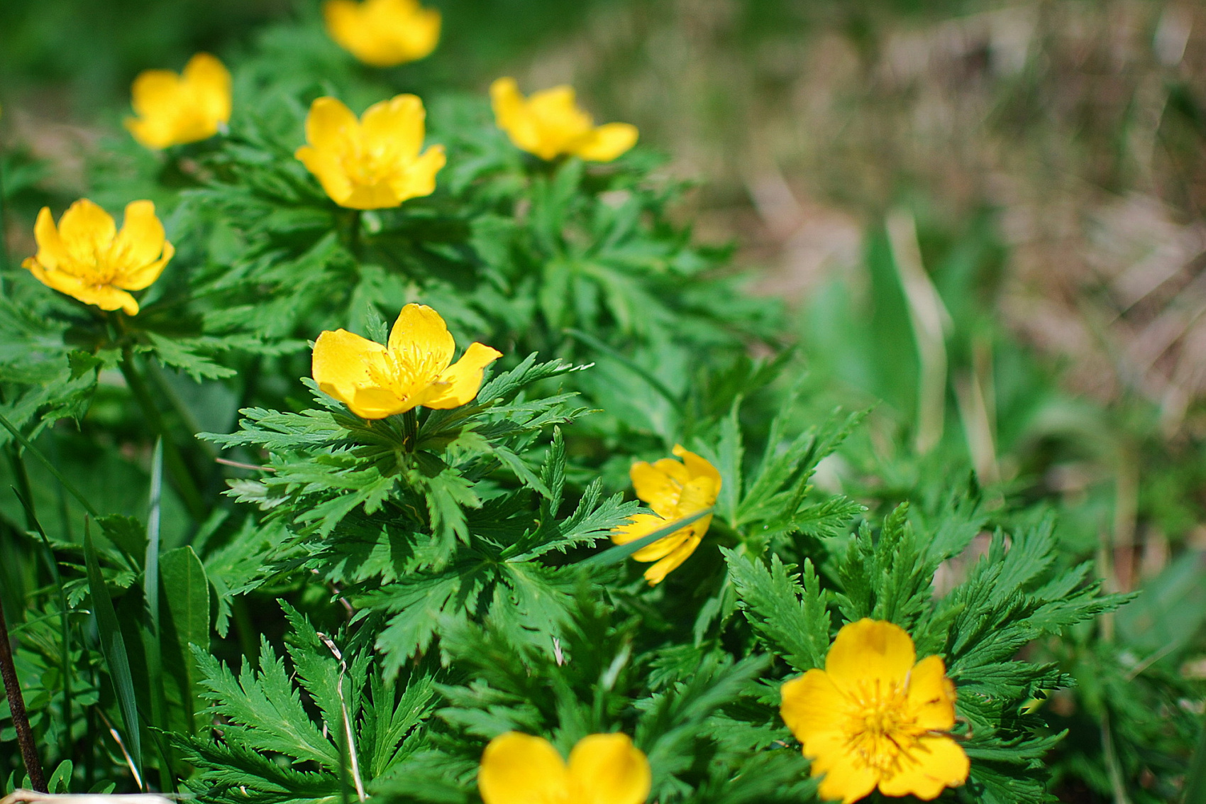 Поход на перевал Айюлю (11/43)