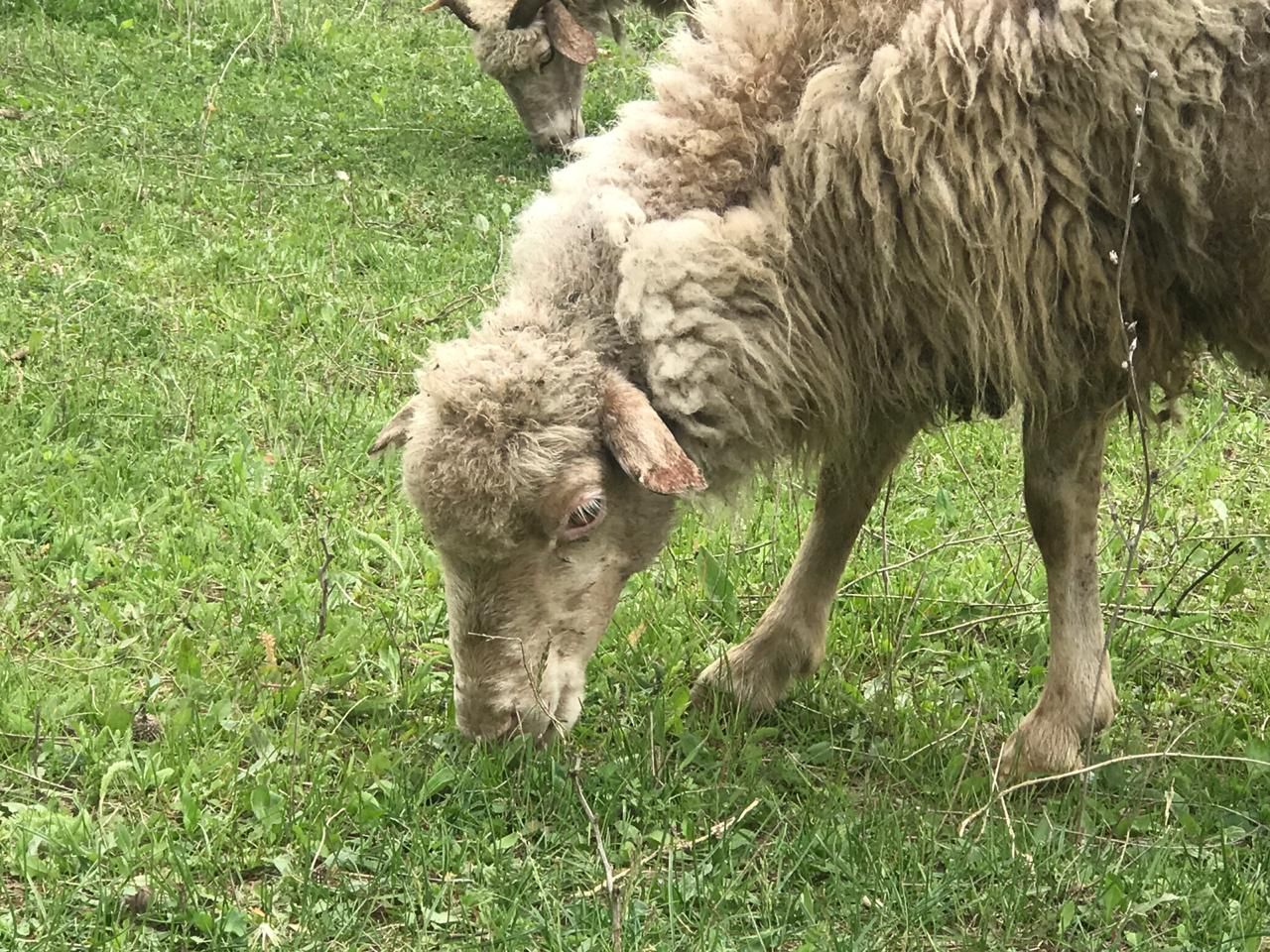 Фантастическая Грузия! 7 дней ярких впечатлений с душевным гидом Сандро (37/420)