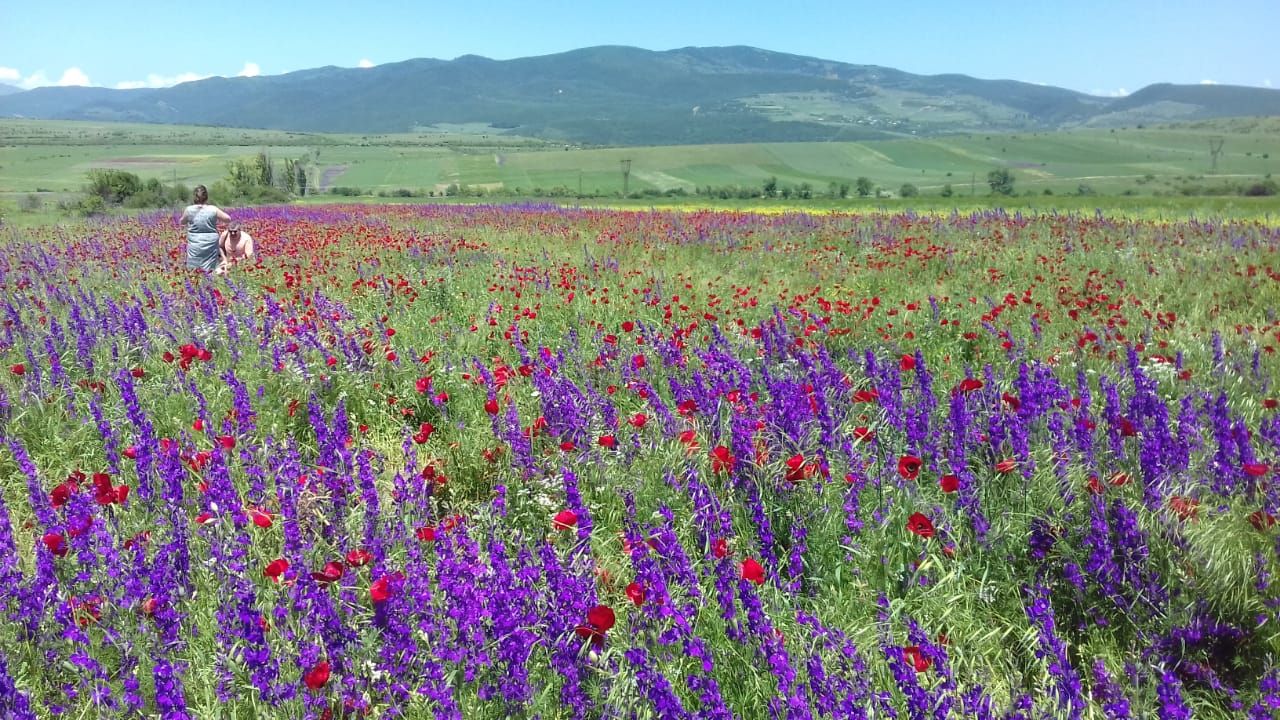 Фантастическая Грузия! 7 дней ярких впечатлений с душевным гидом Сандро (63/420)