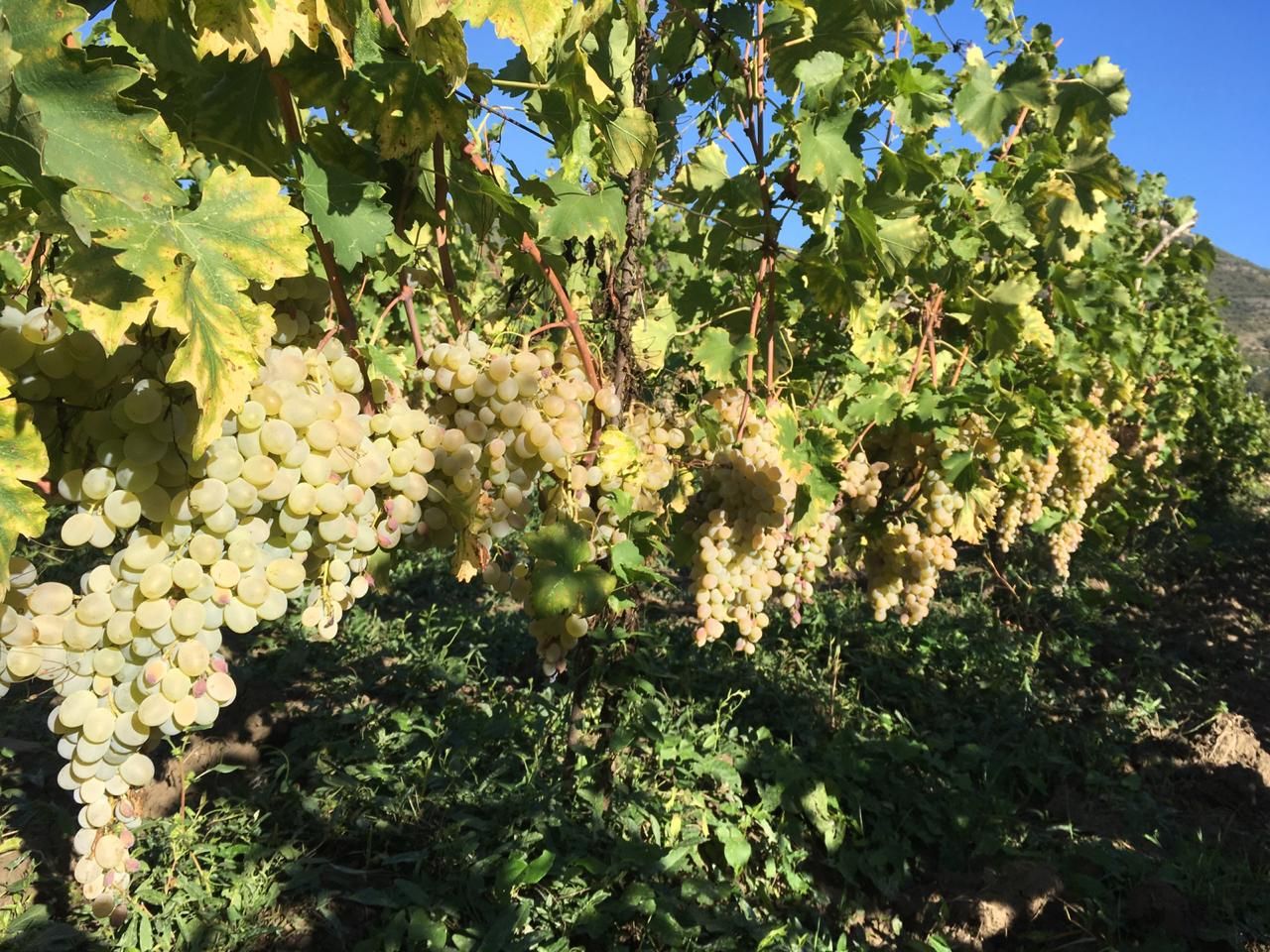 Фантастическая Грузия! 7 дней ярких впечатлений с душевным гидом Сандро (164/420)