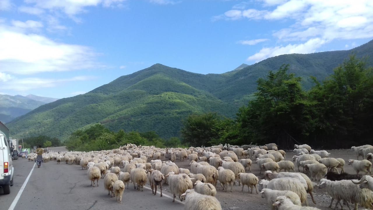 Фантастическая Грузия! 7 дней ярких впечатлений с душевным гидом Сандро (58/420)