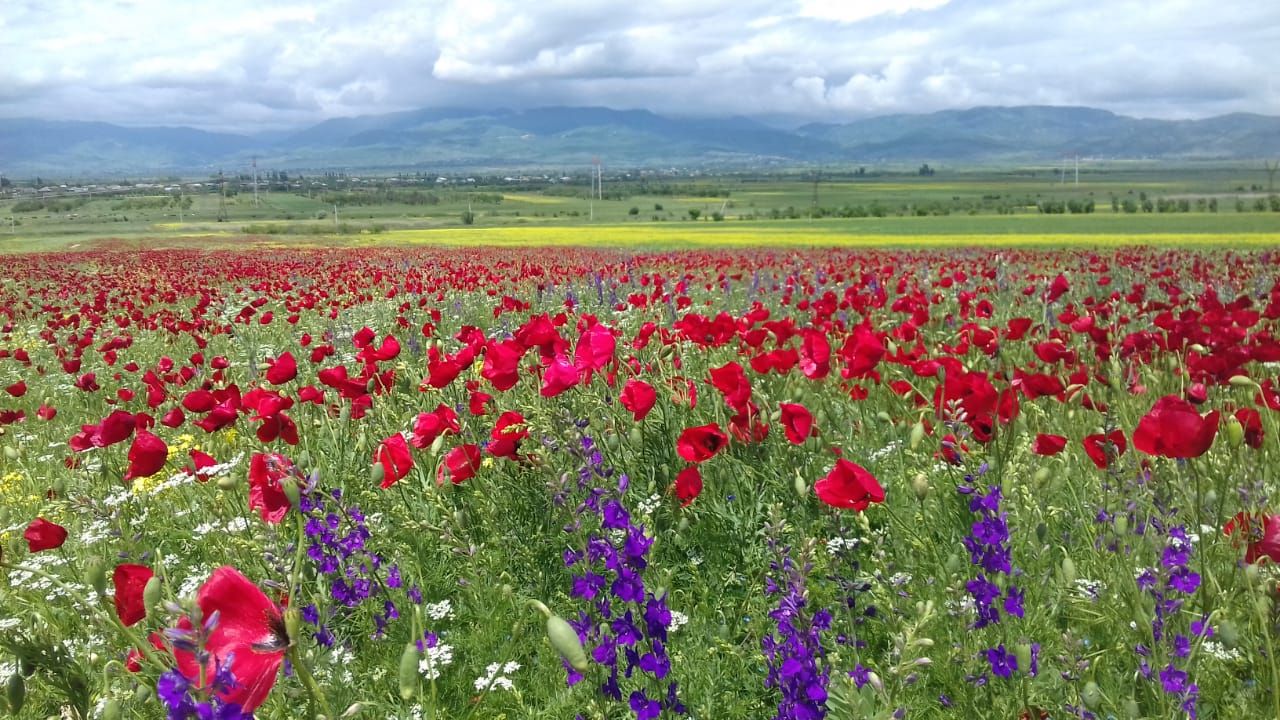 Фантастическая Грузия! 7 дней ярких впечатлений с душевным гидом Сандро (53/420)
