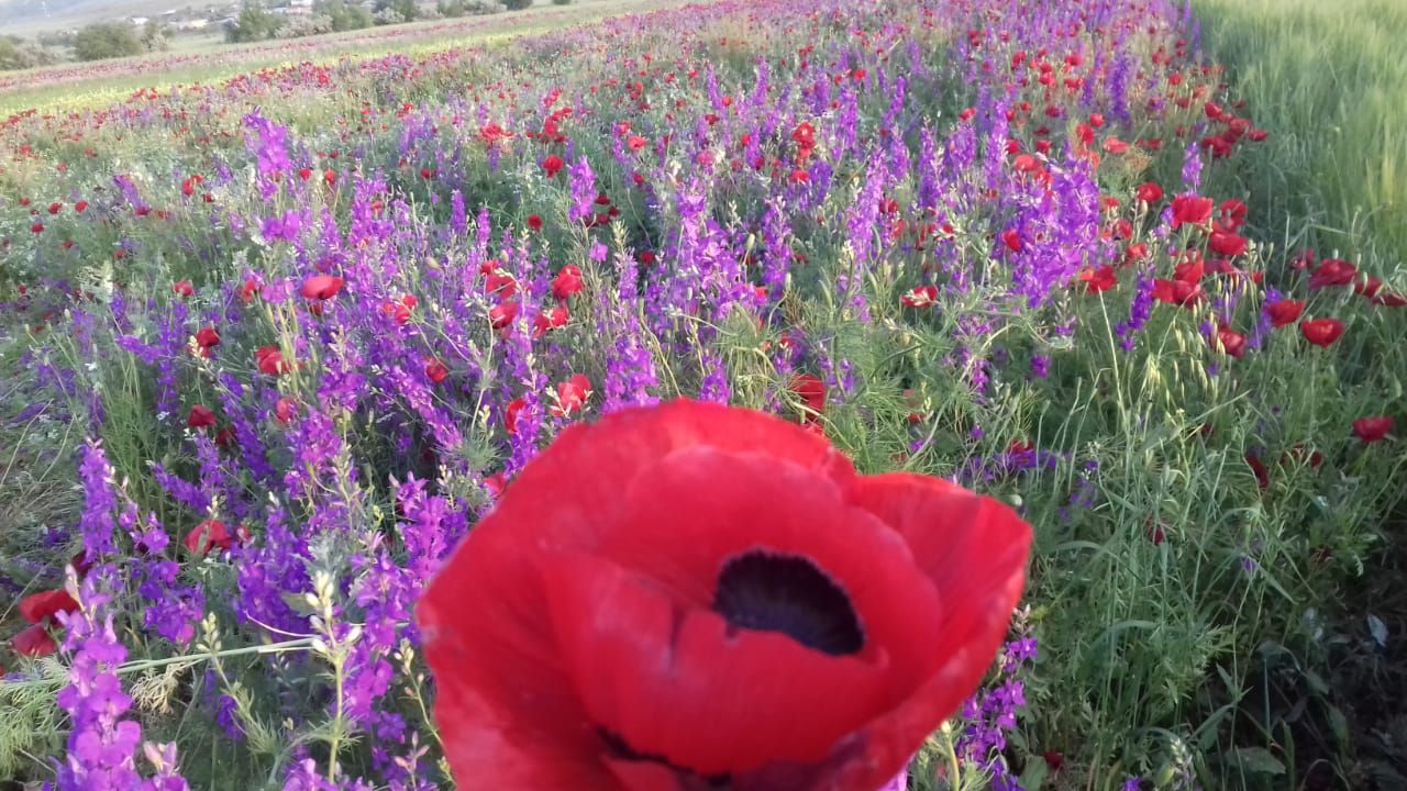 Фантастическая Грузия! 7 дней ярких впечатлений с душевным гидом Сандро (69/420)
