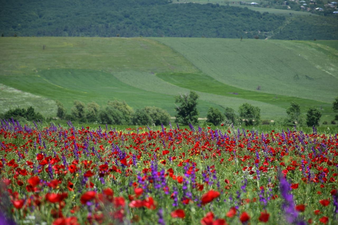 Фантастическая Грузия! 7 дней ярких впечатлений с душевным гидом Сандро (147/420)