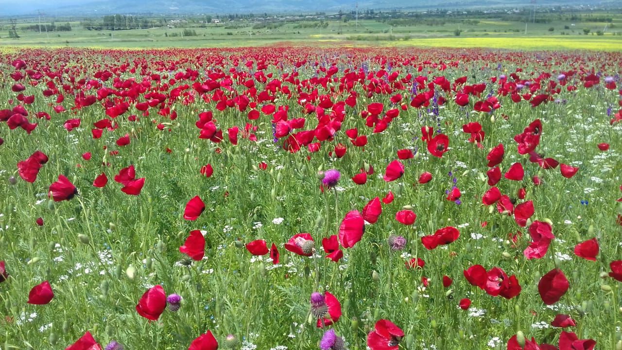 Фантастическая Грузия! 7 дней ярких впечатлений с душевным гидом Сандро (157/420)