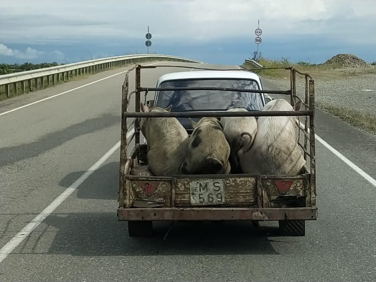 Фантастическая Грузия! 7 дней ярких впечатлений с душевным гидом Сандро (103/420)