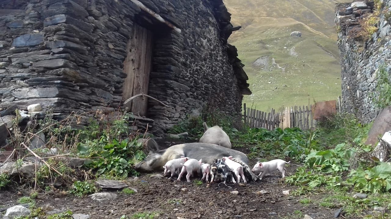 Фантастическая Грузия! 7 дней ярких впечатлений с душевным гидом Сандро (132/420)
