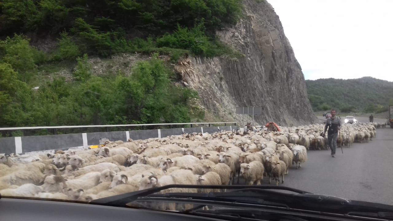 Фантастическая Грузия! 7 дней ярких впечатлений с душевным гидом Сандро (59/420)