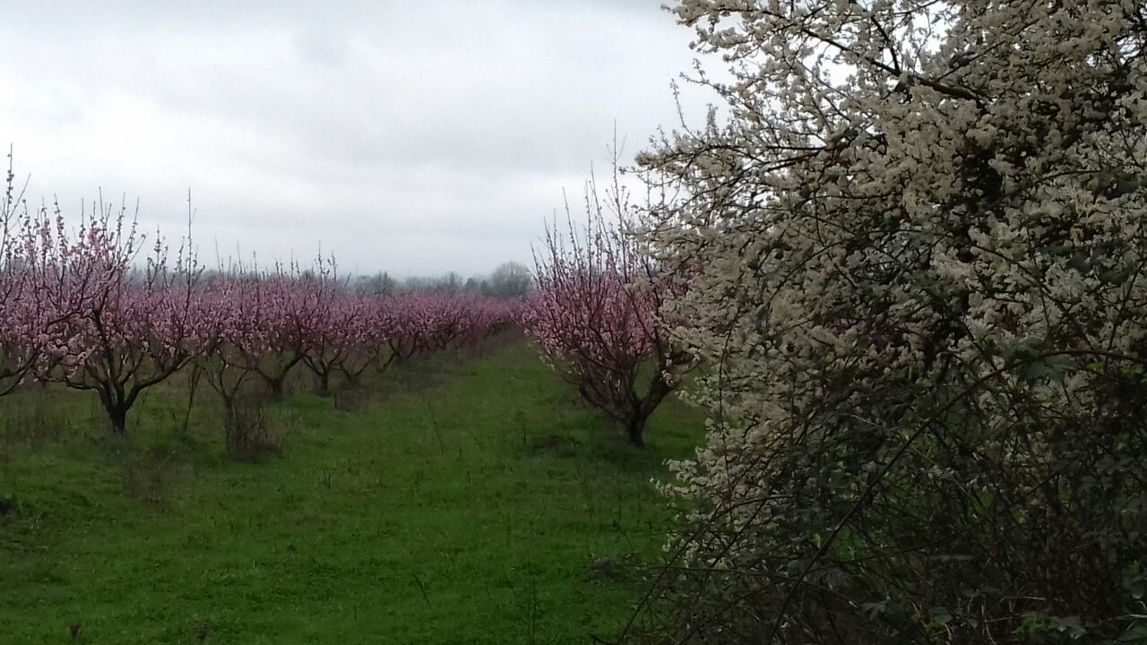Фантастическая Грузия! 7 дней ярких впечатлений с душевным гидом Сандро (279/420)