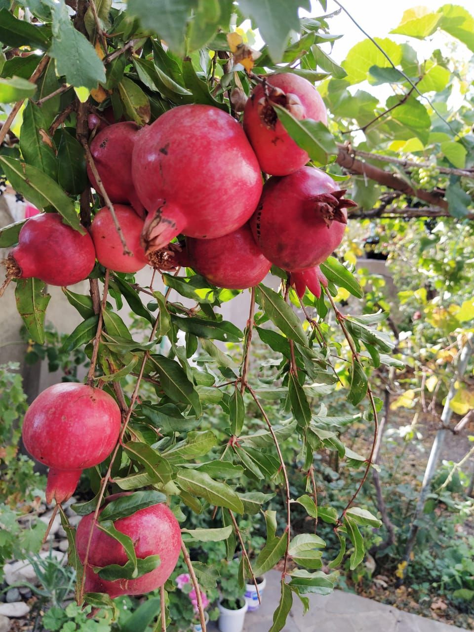 Фантастическая Грузия! 7 дней ярких впечатлений с душевным гидом Сандро (104/420)
