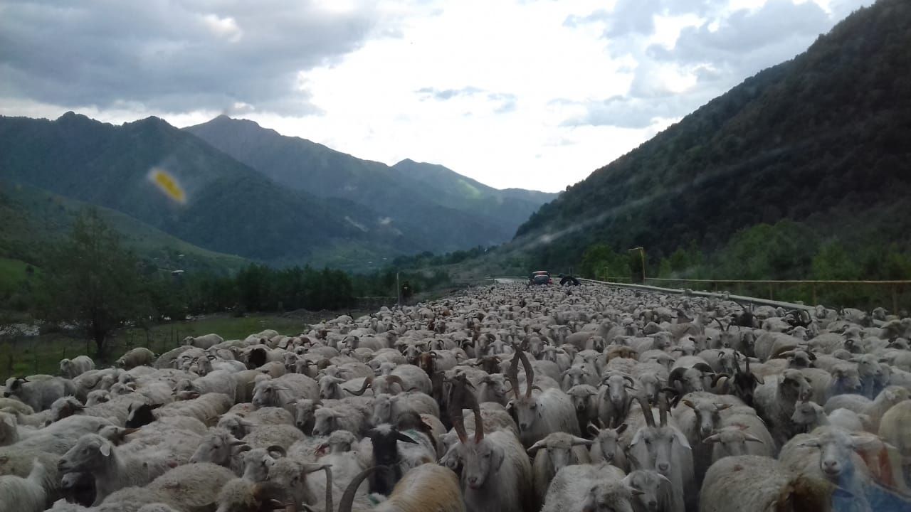 Фантастическая Грузия! 7 дней ярких впечатлений с душевным гидом Сандро (140/420)