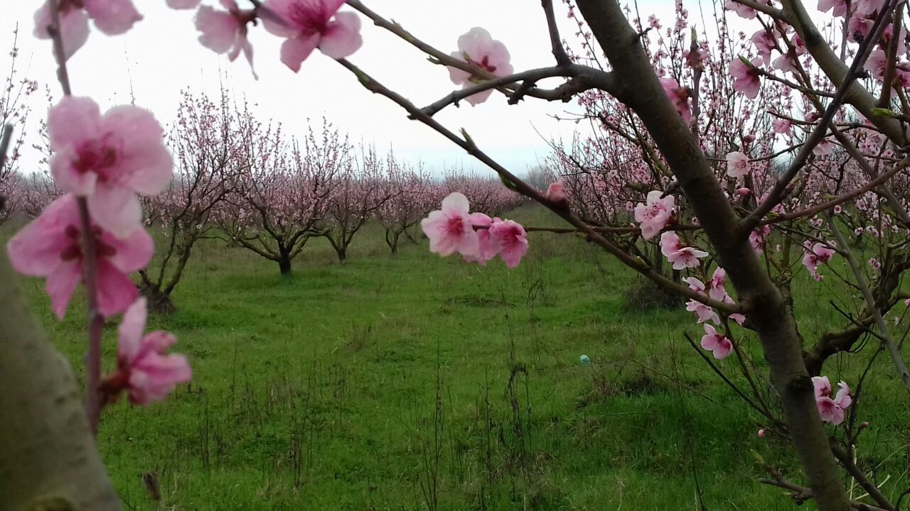 Фантастическая Грузия! 7 дней ярких впечатлений с душевным гидом Сандро (278/420)