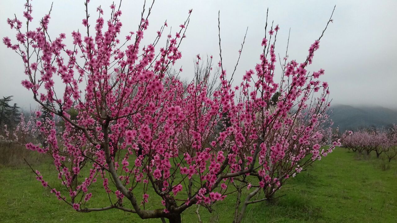 Фантастическая Грузия! 7 дней ярких впечатлений с душевным гидом Сандро (280/420)