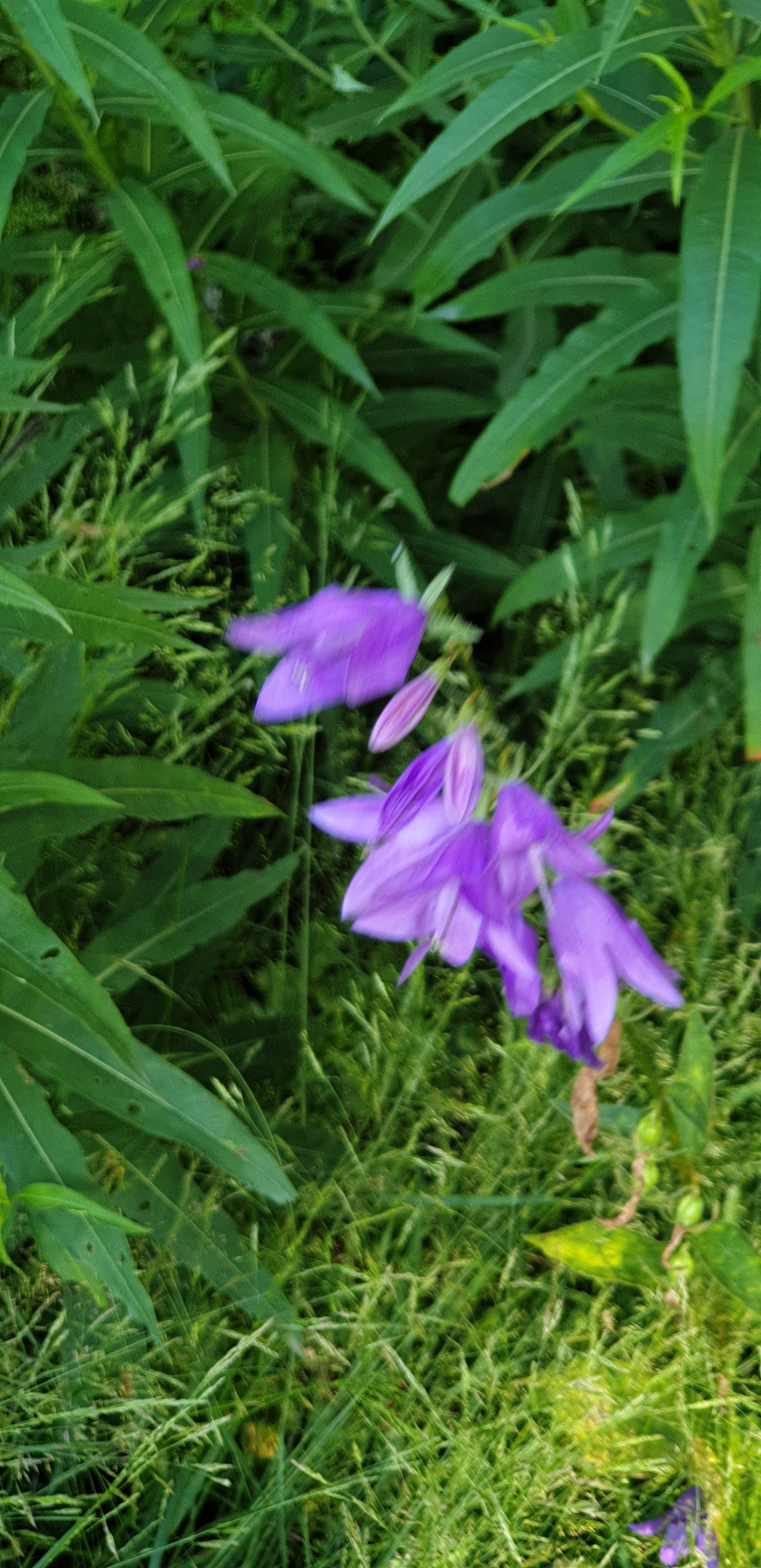 Трехдневный тур по Тушетии (11/60)