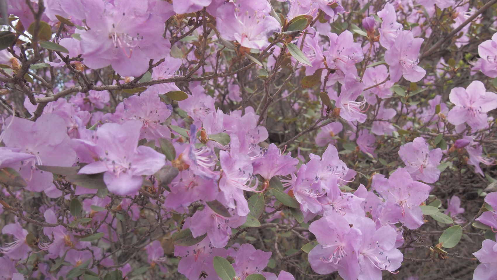 Весенний Алтай: фиолетовые горы и места силы (7/18)