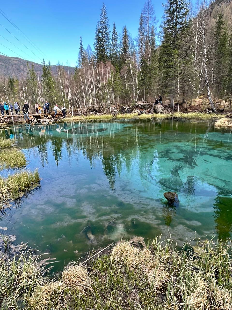 ВЕСЬ АЛТАЙ: пока цветёт алтайская сакура (9/38)