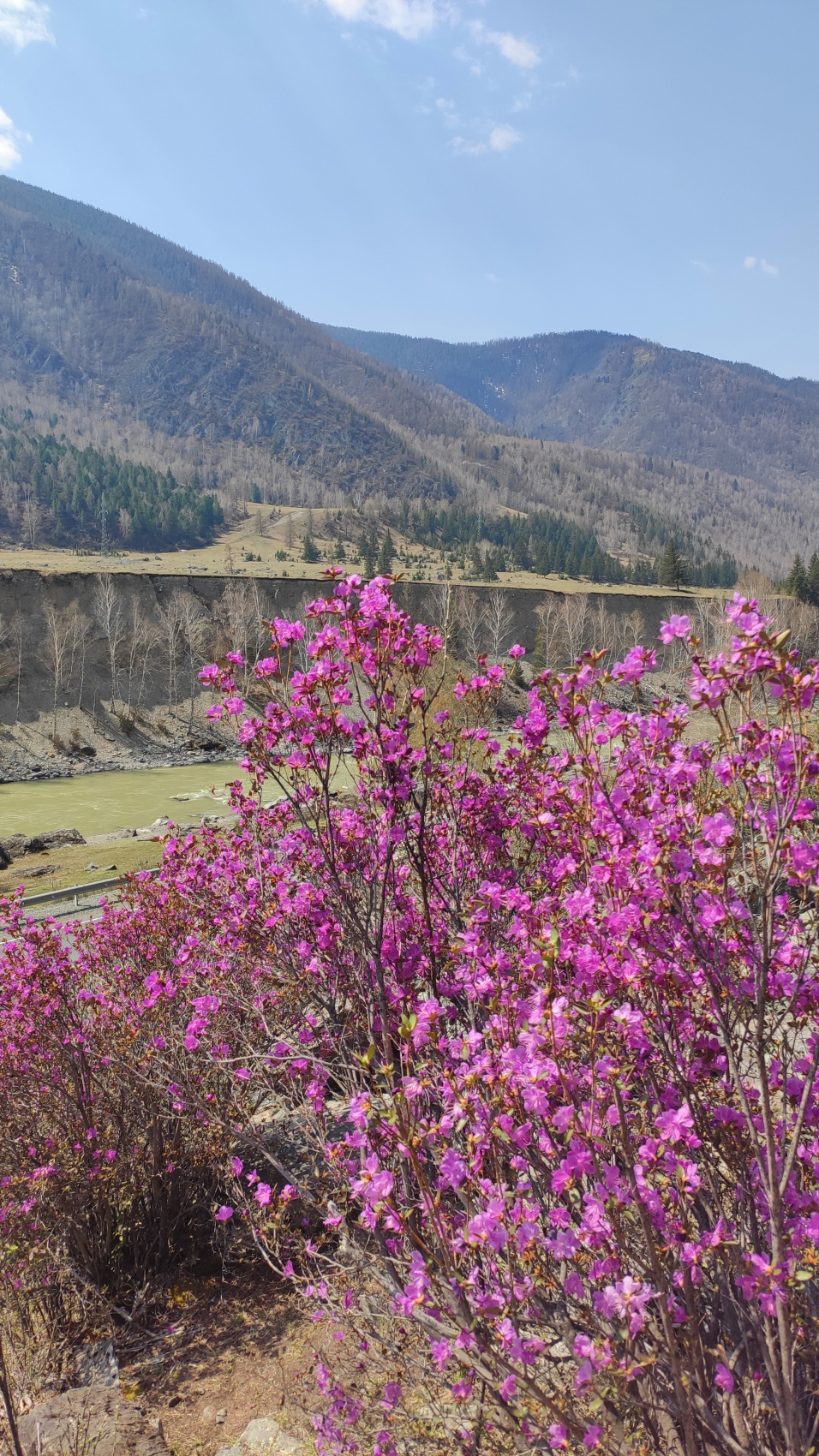 ВЕСЬ АЛТАЙ: пока цветёт алтайская сакура (20/38)