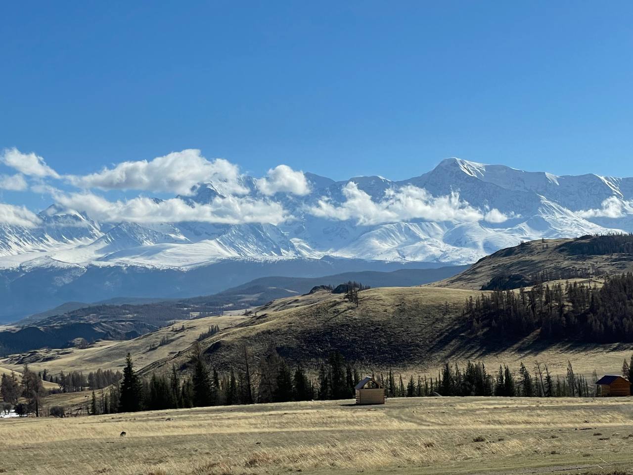 ВЕСЬ АЛТАЙ: пока цветёт алтайская сакура (13/38)