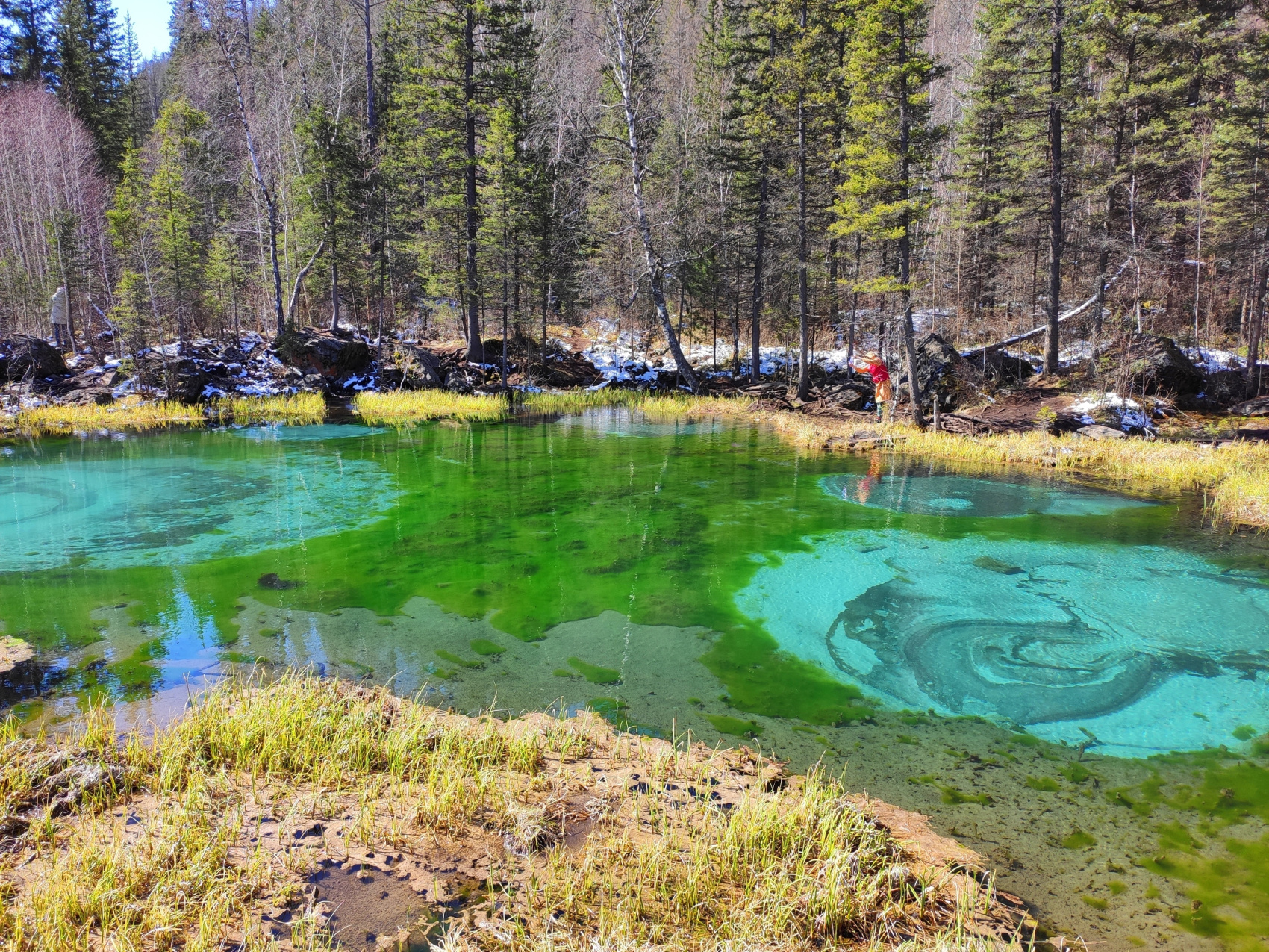 ВЕСЬ АЛТАЙ: пока цветёт алтайская сакура (6/38)