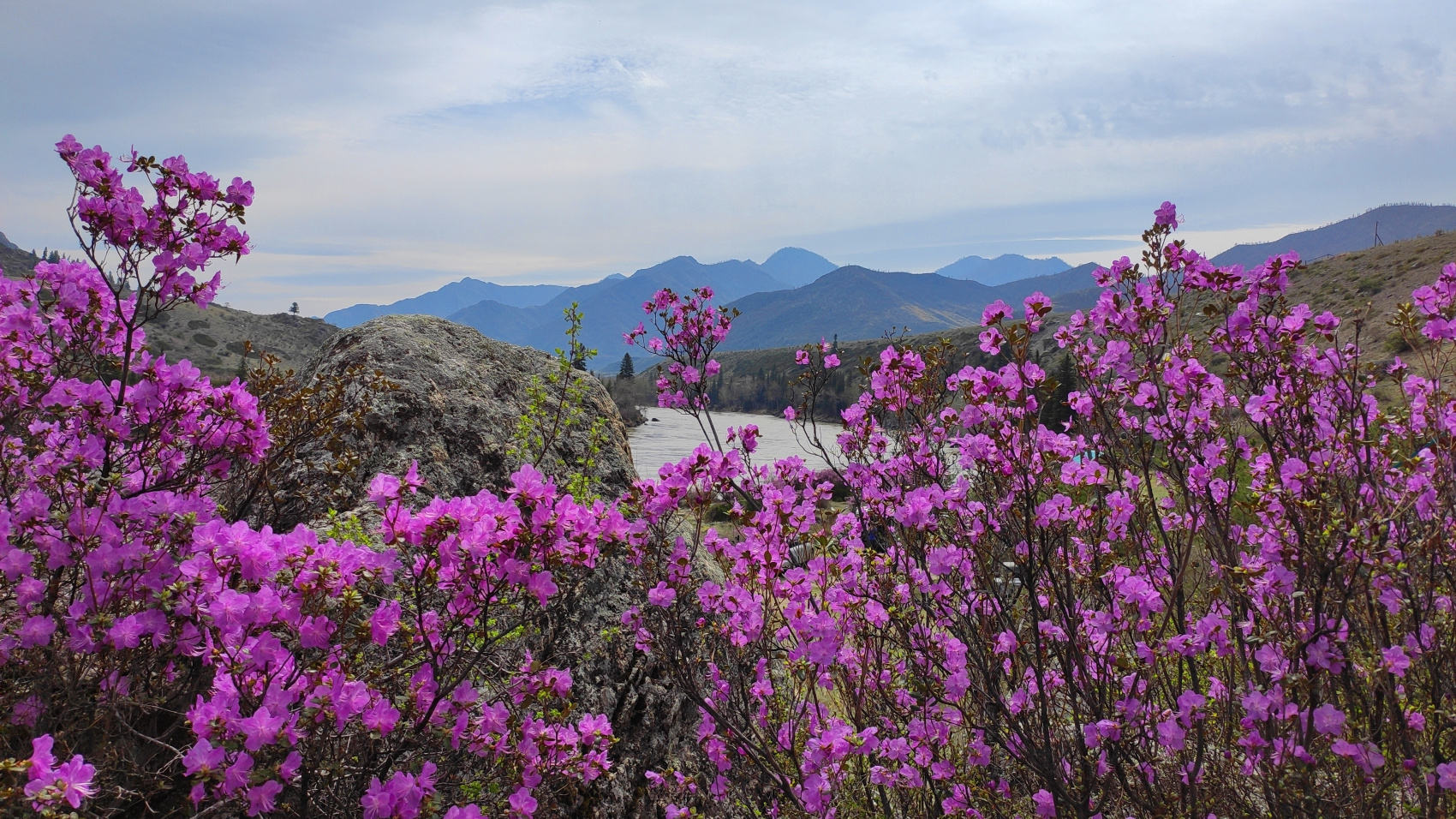 ВЕСЬ АЛТАЙ: пока цветёт алтайская сакура (3/38)